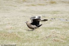 Raubmöve (Skua) (14 von 16).jpg